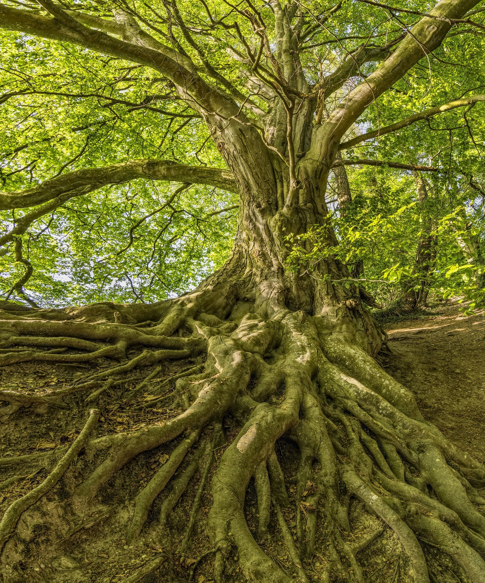 best Beech logs for sale Essex