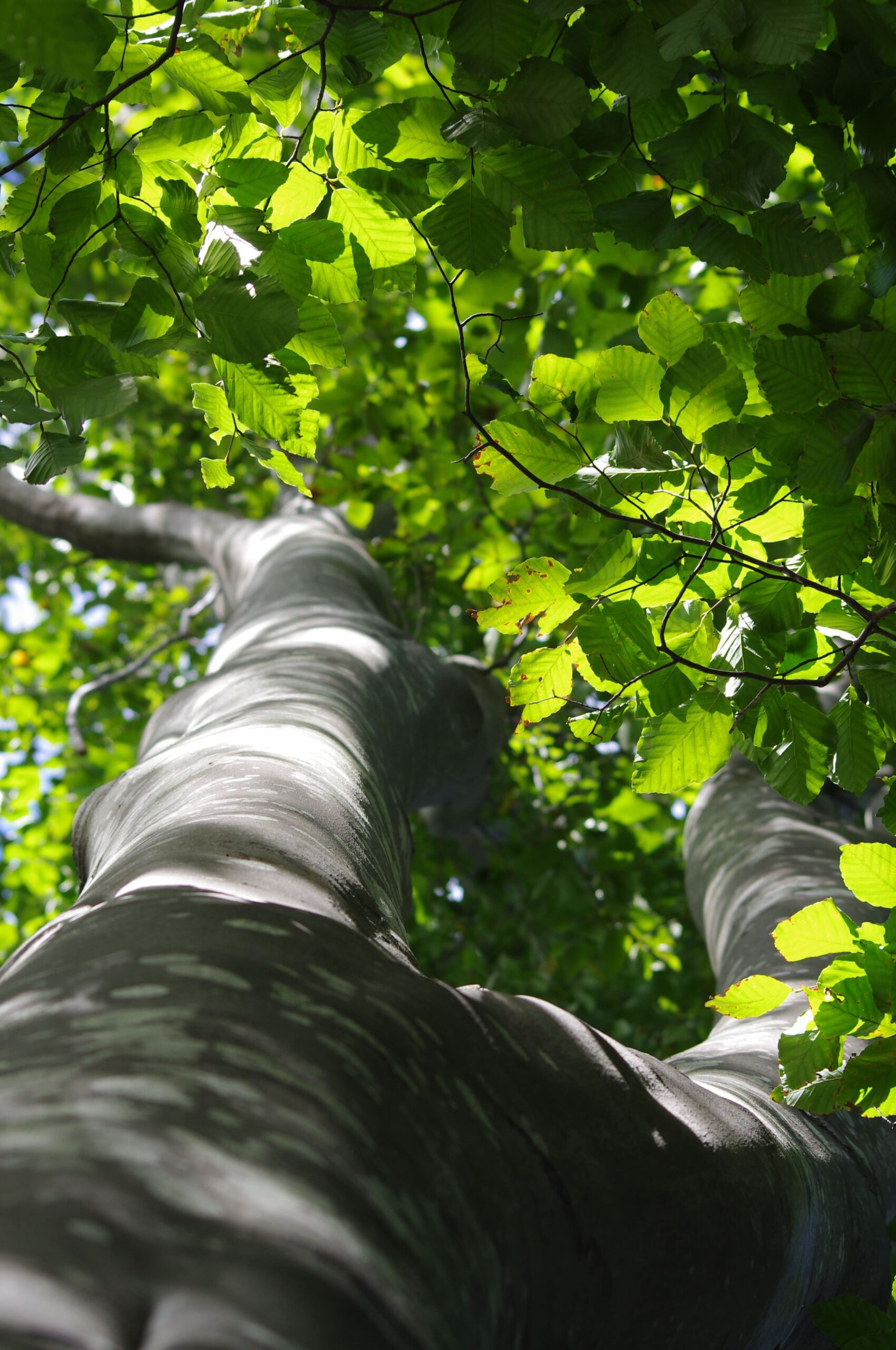 Beech wood tree in the sunshine, planted by the best firewood Essex company County Logs and Coal