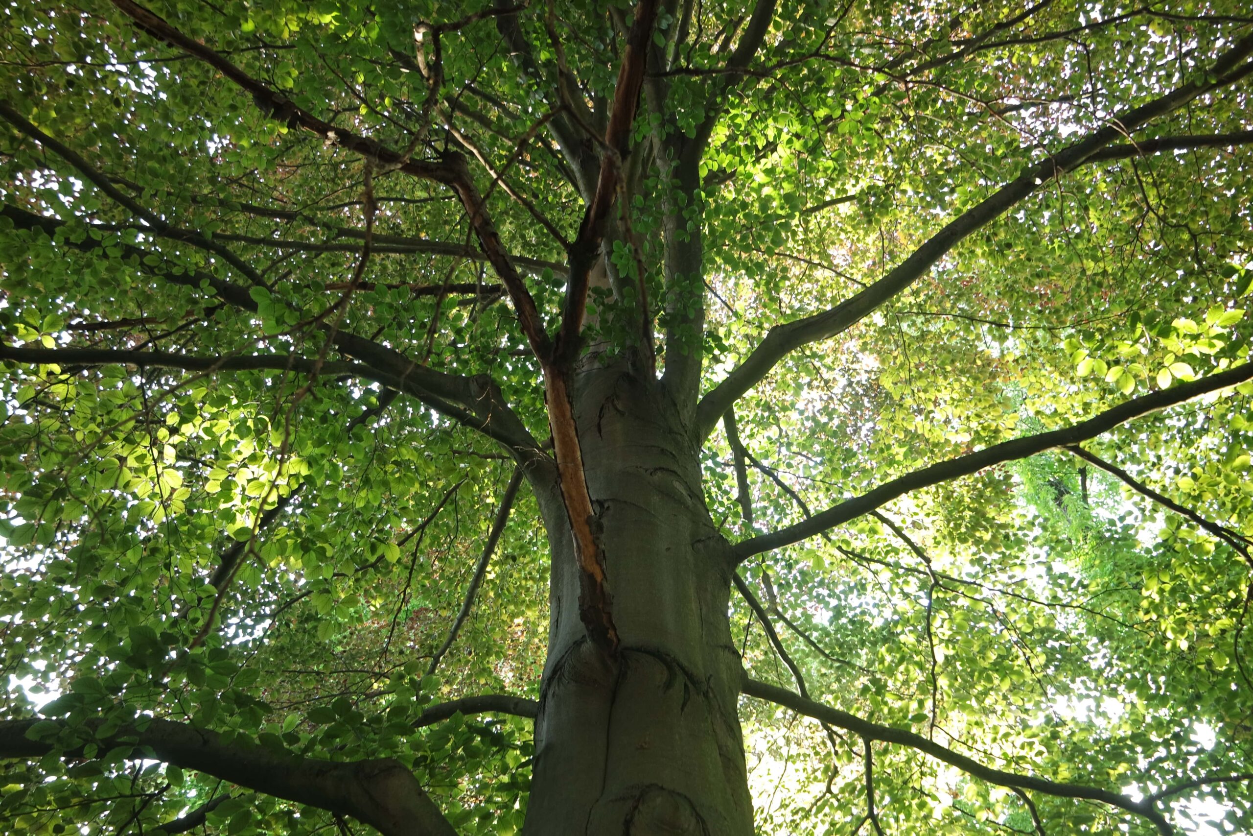 picture of Beech tree from below in forest being grown for  wholesale logs  