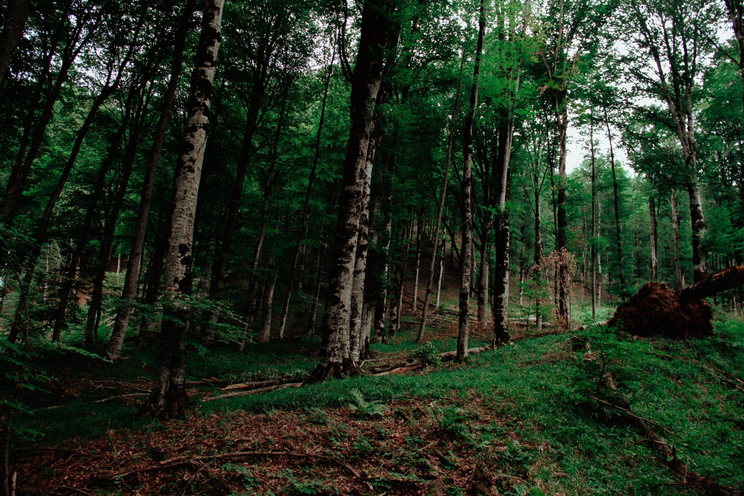 Beech wood forest grown for wholesale logs for County Logs and Coal