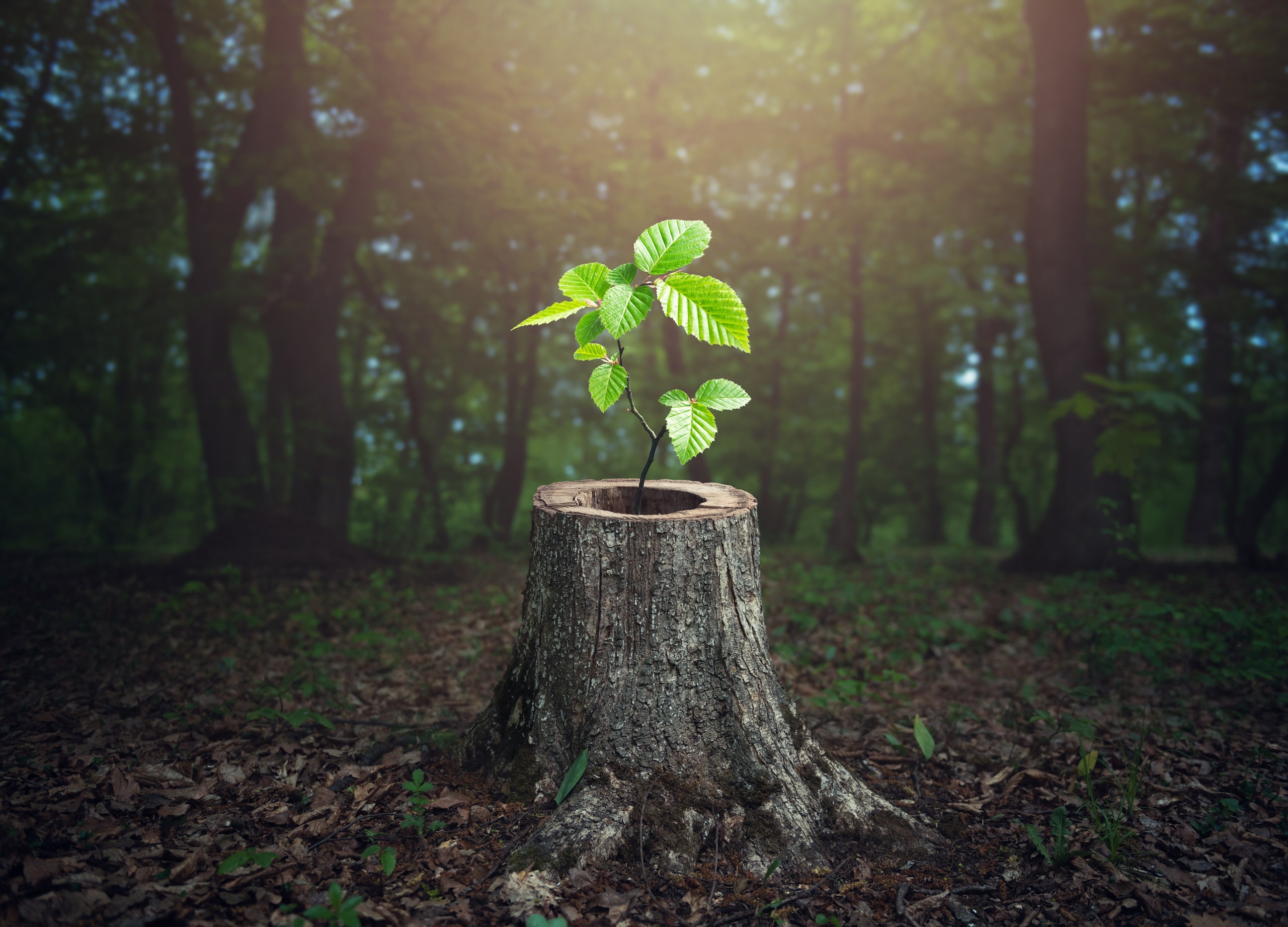 A sapling growing out of harvested tree for sustainable firewood