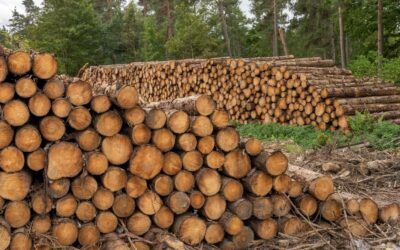 The importance of sustainable firewood on the environment