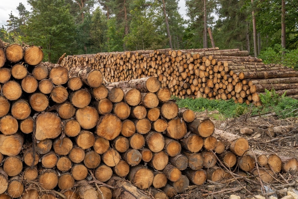 The importance of sustainable firewood on the environment