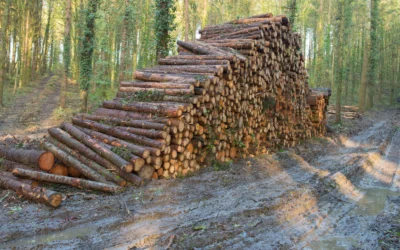 Why Autumn Is the Best Time To Buy Essex Logs For Sale