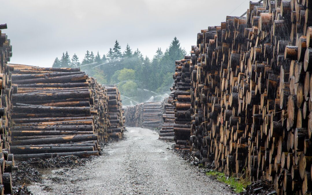 Stack of kiln-dried beech firewood logs ready to burn cleanly and efficiently