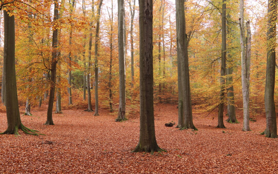 What makes good firewood? Beechwood trees forest